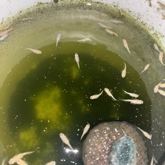 レモンティアラメダカ稚魚　1匹の画像