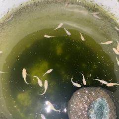 レモンティアラメダカ稚魚　1匹の画像