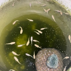 レモンティアラメダカ稚魚　1匹の画像