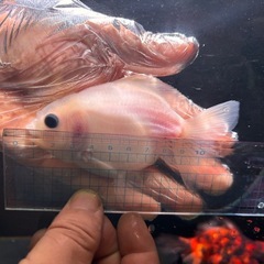 金魚　5匹の画像