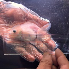 金魚　5匹の画像