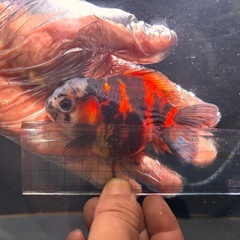 金魚　5匹の画像