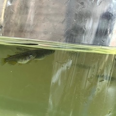 黒天幻龍　メダカ　若魚　1ペアの画像