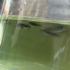 黒天幻龍　メダカ　若魚　1ペアの画像