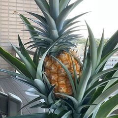 パイナップルの苗の画像