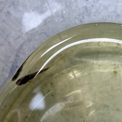和墨　メダカ　幼魚　1ペアの画像
