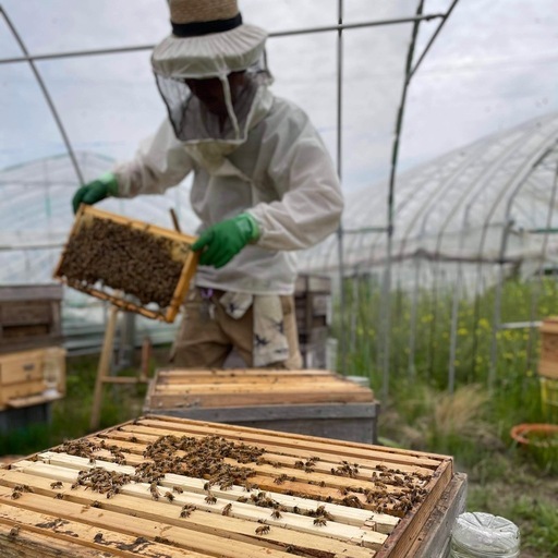 西洋蜜蜂　種蜂（予約）養蜂サポート付き