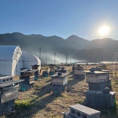 西洋蜜蜂　種蜂（予約）養蜂サポート付きの画像