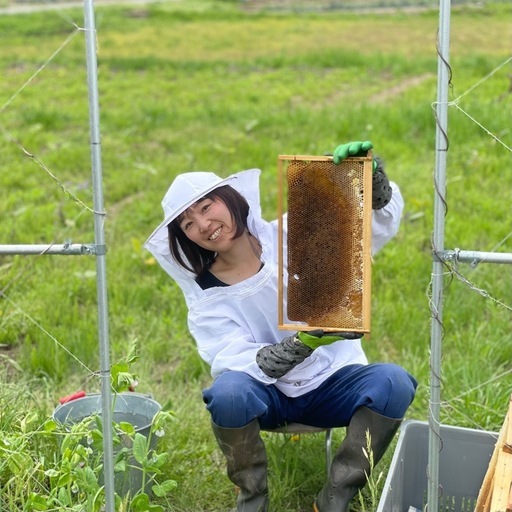 西洋蜜蜂　種蜂（予約）養蜂サポート付き