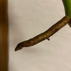 モンステラ植物の画像