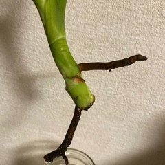 モンステラ植物の画像