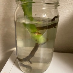 モンステラ植物の画像