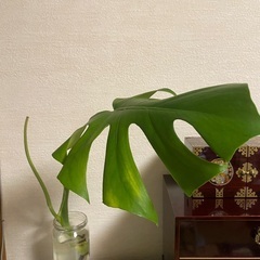 モンステラ植物の画像