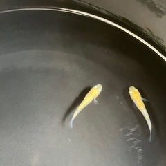 黄桜　メダカの画像