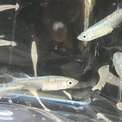 メダカ　カガミ鱗　1ペアの画像