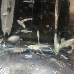 メダカ　カガミ鱗　1ペアの画像