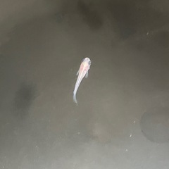 出目パンダ　メダカの画像