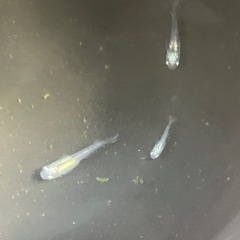 墨武　メダカ　1ペアの画像