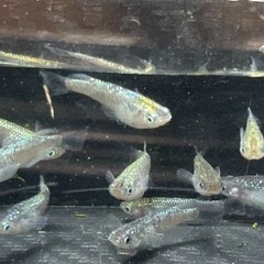 ⁎⁺˳✧༚ネプチューンメダカ˚✧₊⁎ 　1匹¥100-の画像