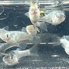 ⁎⁺˳✧༚ネプチューンメダカ˚✧₊⁎ 　1匹¥100-の画像