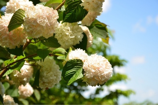 Nikon d7000 レンズキット