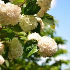 Nikon d7000 レンズキットの画像