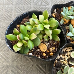 多肉植物セットの画像