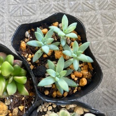 多肉植物セットの画像