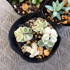 多肉植物セットの画像