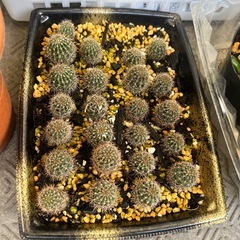 さぼてんの画像