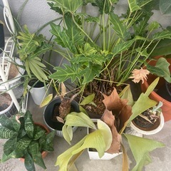 植物、雑貨の画像