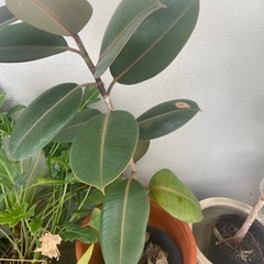植物、雑貨の画像