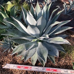 アガベ　多肉植物　いろいろの画像