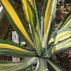 アガベ　多肉植物　いろいろの画像