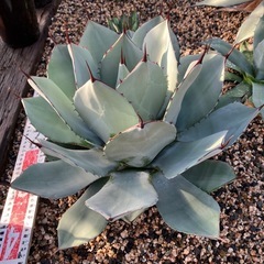アガベ　多肉植物　いろいろの画像