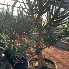アガベ　多肉植物　いろいろの画像