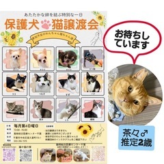 猫ちゃんわんちゃん譲渡会