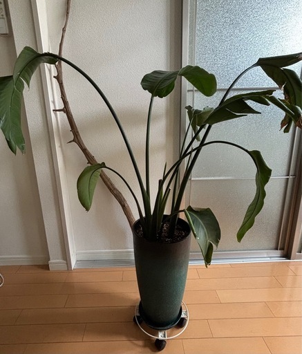 オーガスタ　
観葉植物
