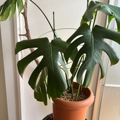 モンステラ　観葉植物の画像