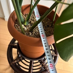 モンステラ　観葉植物の画像