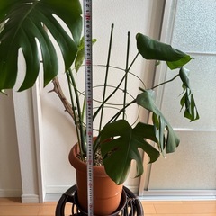 モンステラ　観葉植物の画像