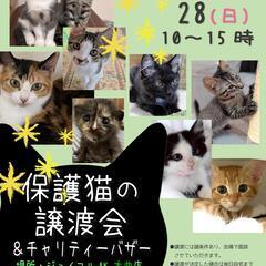 【北広島】保護猫の譲渡会inジョイフルAKペットワールド大…