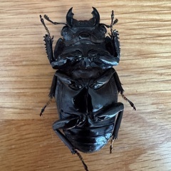 スマトラオオヒラタクワガタ（世子）・♀単の画像