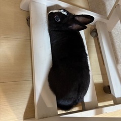 ミニうさぎ♂