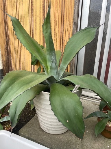 ブルーベルジャイアント大株‼️