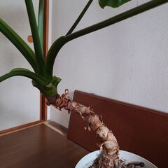 観葉植物クワズイモ差し上げますの画像
