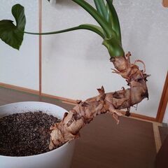 観葉植物クワズイモ差し上げますの画像