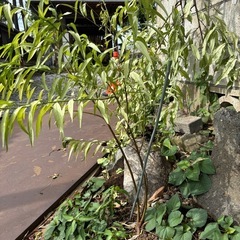 実生　枝垂れ花桃苗　2年生の画像