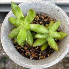 多肉植物  種類分かりません。の画像