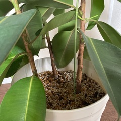 観葉植物　ゴムの木　アラレア　フィロデンドロンの画像